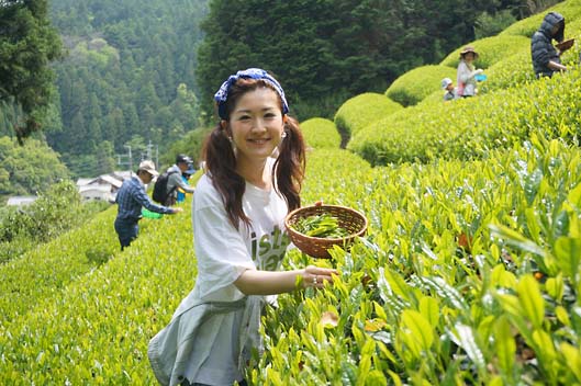 茶摘み