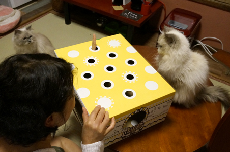 シニアチームのもぐらたたき
