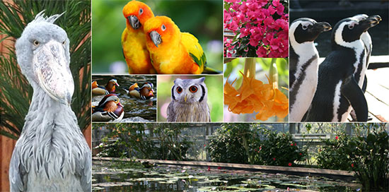 掛川花鳥園 自社EC ECサイト開設 掛川花鳥園公式通販サイトFBPショップ 鳥と花のテーマパーク