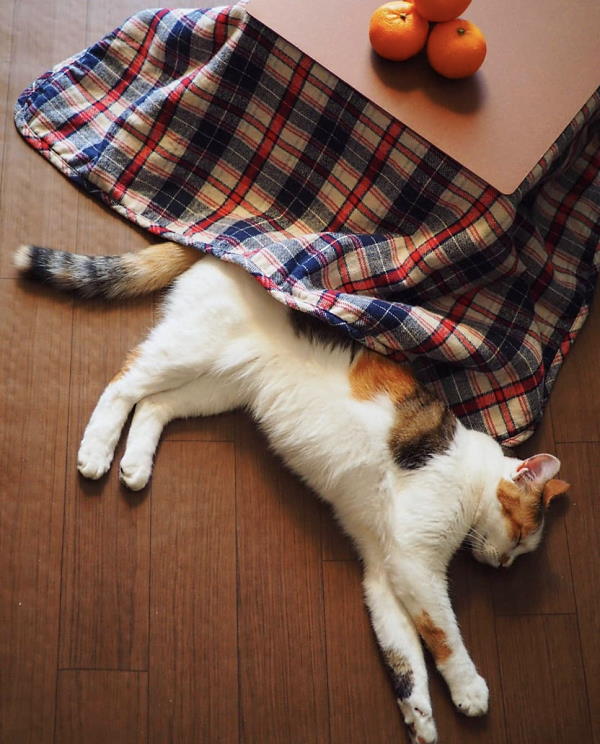 みかんに猫専用こたつを付録したことが、猫好きの消費者の潜在ニーズに応えた