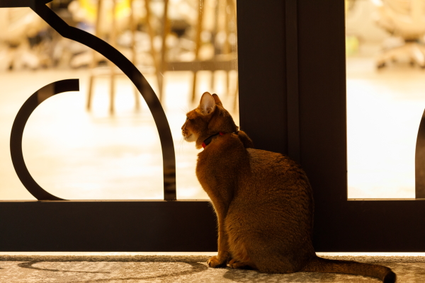 
「猫様の飼い主にとって買いやすく続けやすいサービスにする」。IoTデバイス＋EC＋データで“猫と一緒の生活”を支えるビジネスとは
