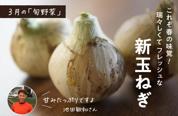 産直アプリ「ポケットマルシェ」 サブスクサービス 季節を味わう旬のお野菜定期便 3月の旬野菜 新たまねぎ