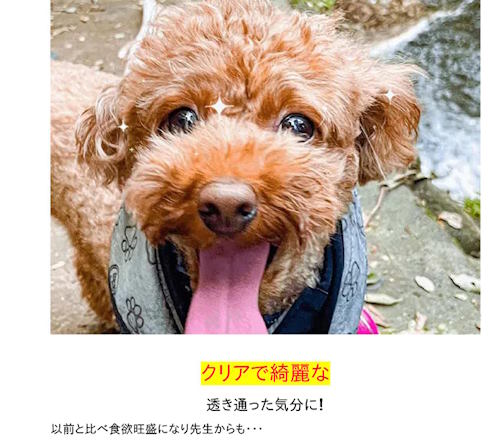 ペット用サプリメント「アイズワン」が白内障治療に効果があると誤認させる表示で販売したとして消費者庁は6月14日、販売元のバウムクーヘンに対し、景品表示法に違反（優良誤認）したとして措置命令を行った