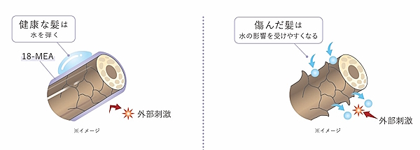 「18－MEA」が髪を守る働きを担っている