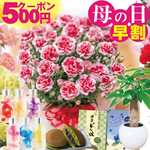 花の色を店舗側が選んでギフトにするカーネーション（画像は「母の日.me」から編集部が追加）
